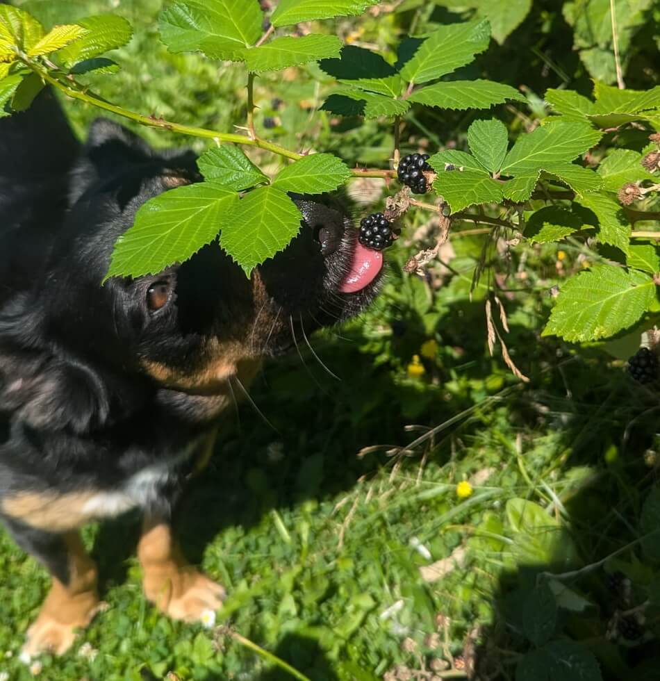 Dürfen Hunde Brombeeren essen ?